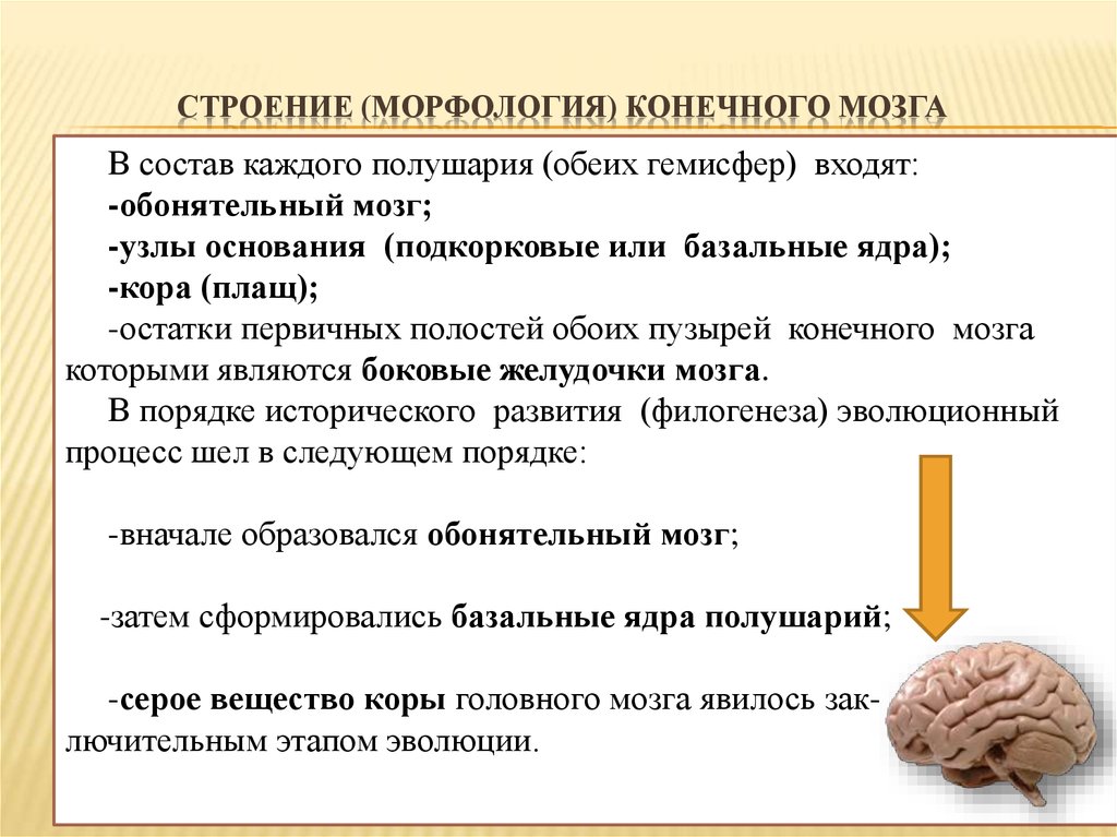 Гемисферы мозжечка изменение. Функции конечного мозга кратко. Гемисфера мозга что это. Конечный мозг узлы основания. Мозг морфология и анатомия.