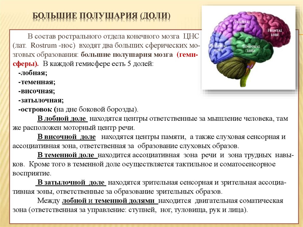 Поражение левого полушария мозга. Функция лобной доли конечного мозга. Доли ГМ И их функции. Конечный мозг строение и функции доли мозга.