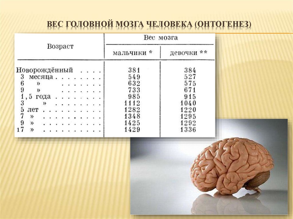 Мозг новорожденного масса. Средняя масса мозга. Масса головного мозга норма. Масса мозга взрослого человека.