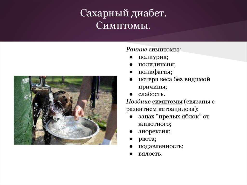 Причины и симптомы диабета у женщин. Сахарный диабет симптомы. Сахарный диабет симптомы у женщин первые. Сахарный диабет симптомы у женщин первые признаки. Диабет симптомы у женщин первые признаки.