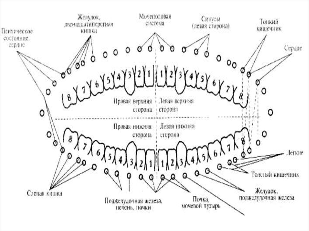 Зубы связанные с органами схема