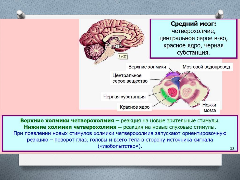 Нейроспид неврология презентация