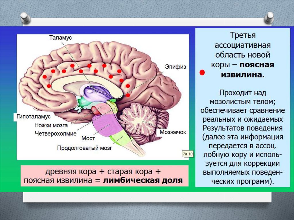 Передний мозг где. Строение мозга нейропсихология. Нейропсихология и ее место в ряду социальных наук. Связь нейропсихологии с другими науками. Нейромедиаторные системы.