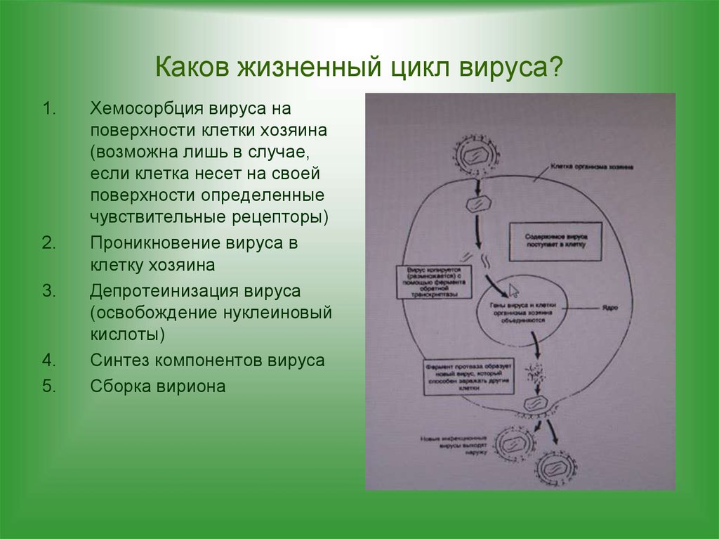 Каковы жизненные