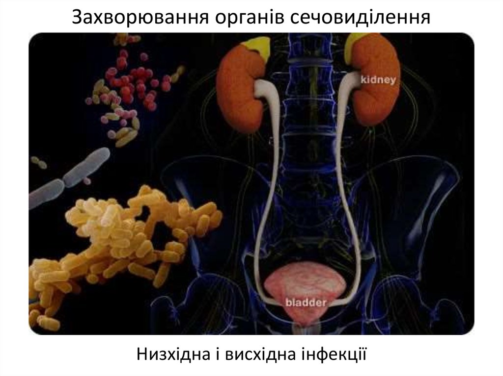 Мочеполовые болезни. Микрофлора мочеполовой системы. Микрофлора мочеполового тракта. Микробиота мочевыделительной системы. Нормальная микрофлора мочеполовой системы.