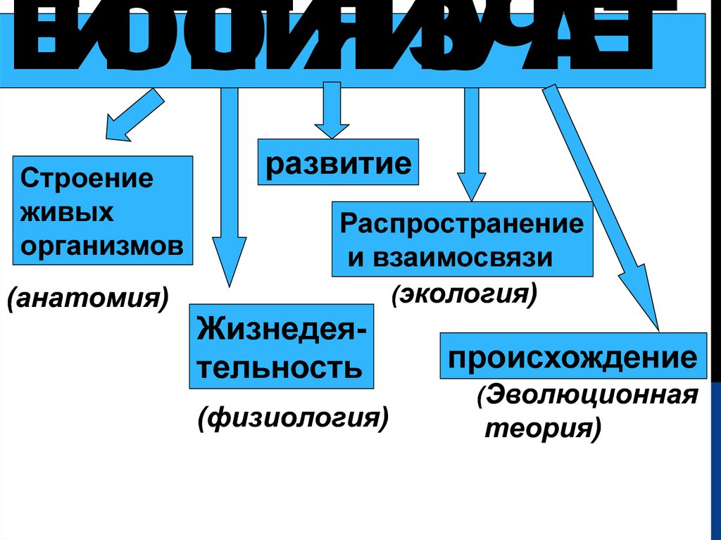 Экология анатомия