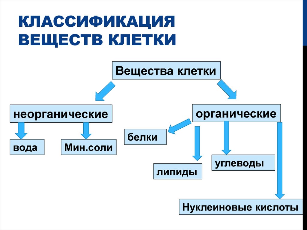 3 органические вещества клетки