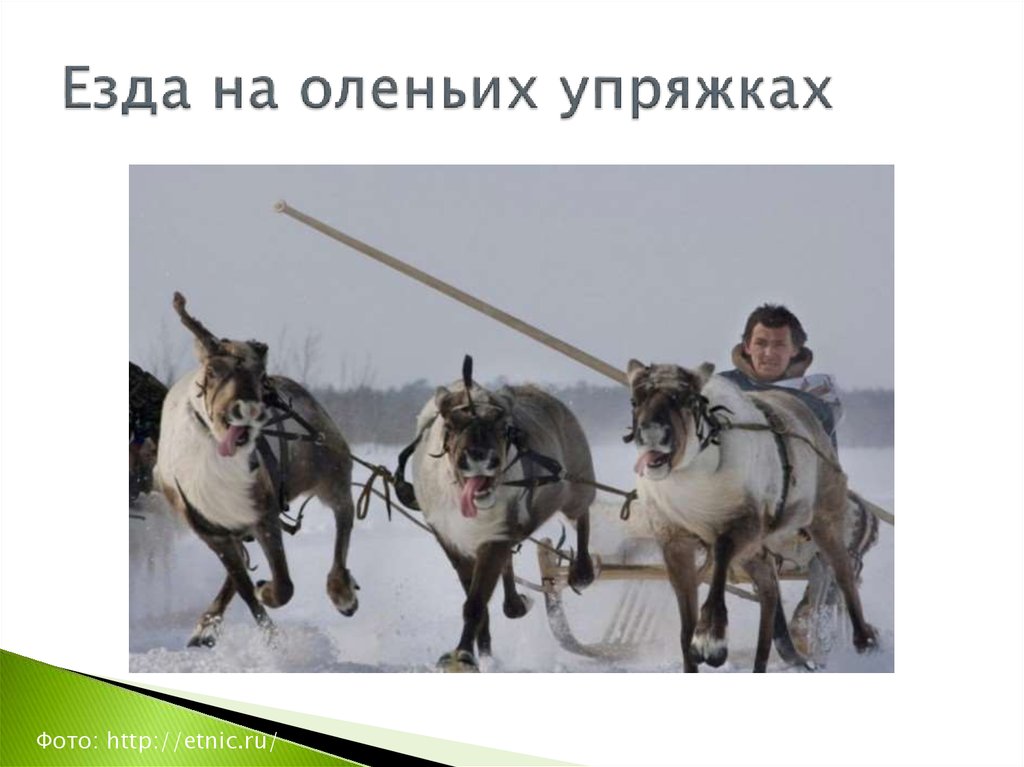 Езда на оленьих упряжках