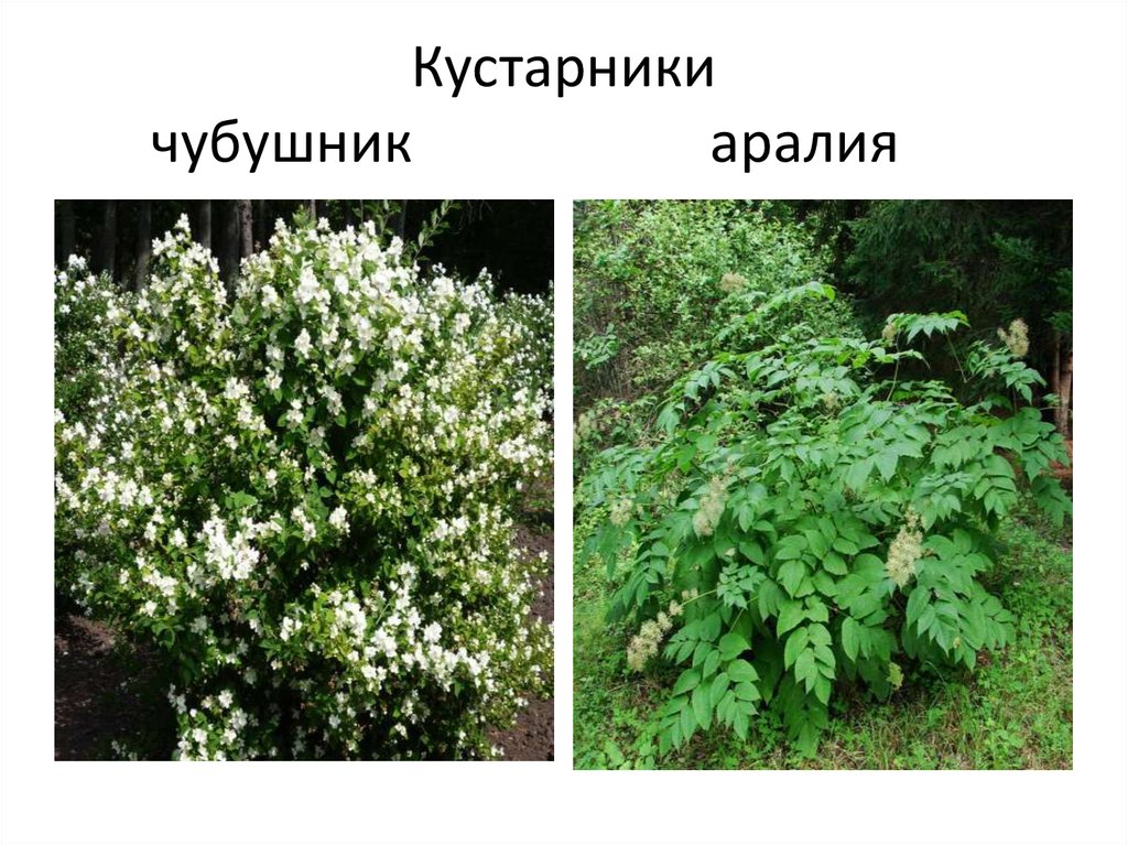 Кустарники алтайского края фото и описание