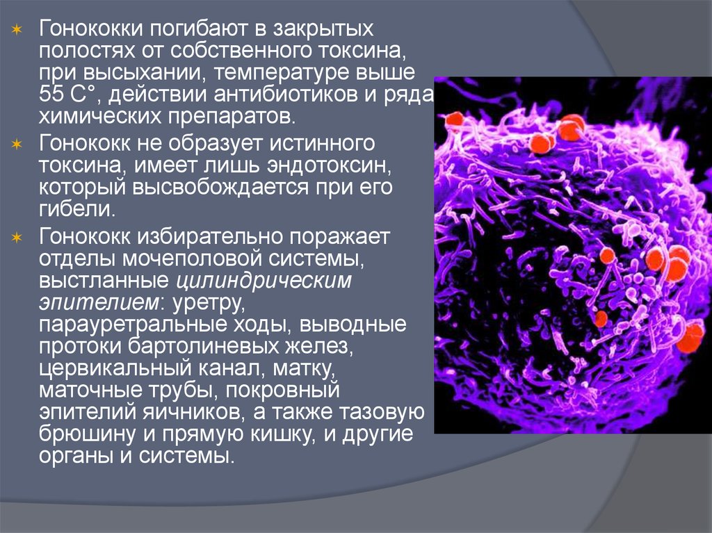 Гонорея у женщин презентация