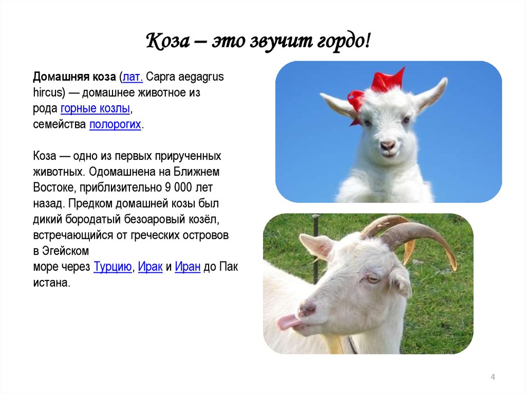 Goat перевод с английского