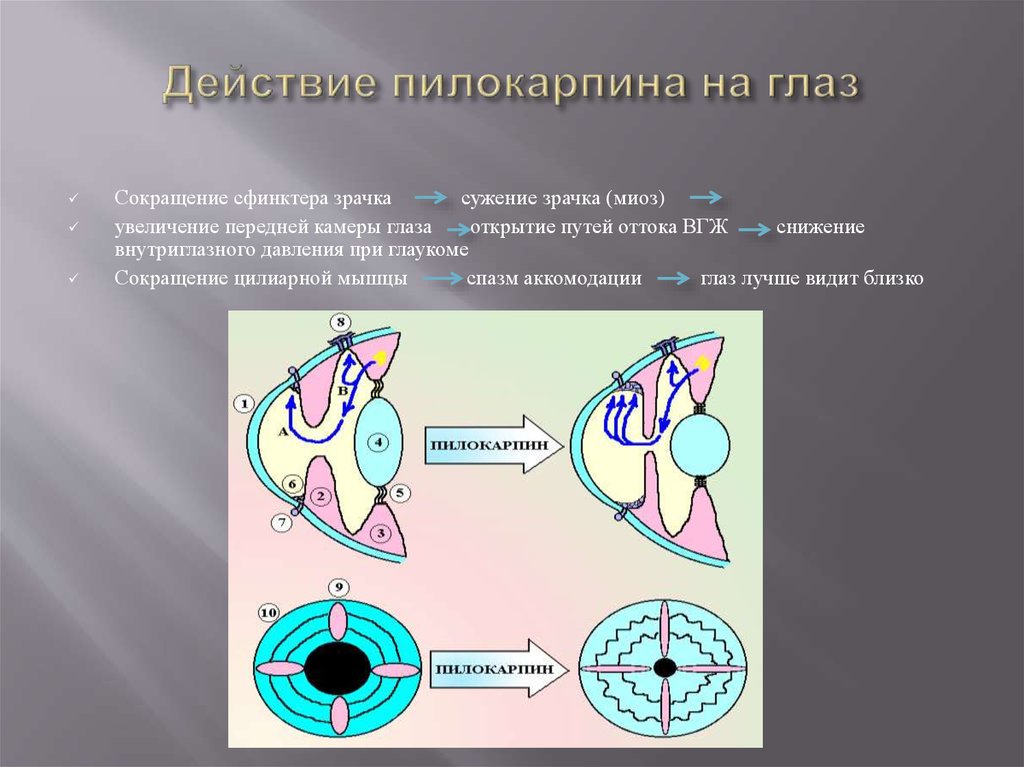 Действие глазами. Механизм действия пилокарпина на глаз. Пилокарпин механизм действия. Эффекты при действии пилокарпина на глаз.