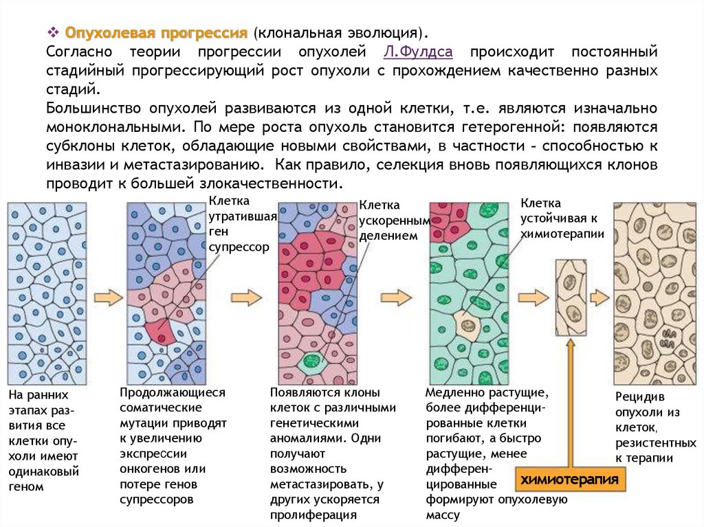 Схема развития опухолей