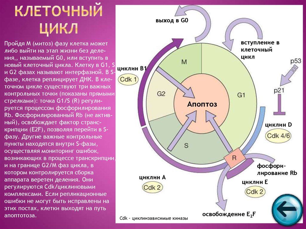 Жизненный цикл клетки состоит. Клеточный цикл g0. Клеточный цикл схема g0. G0 период клеточного цикла. Клеточный цикл митоз фазы клеточного цикла.