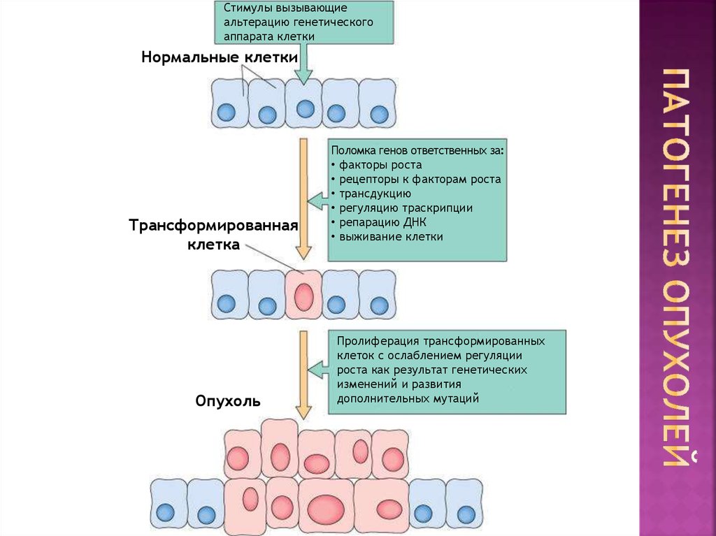 Схема развития опухолей