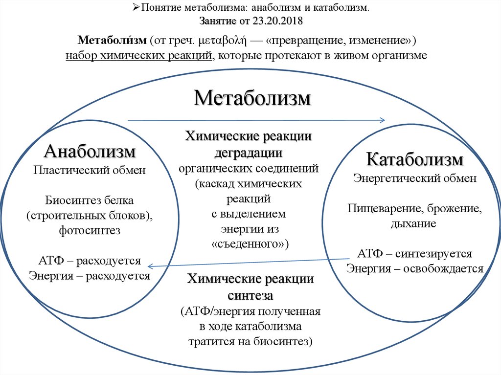 Понятие обмена веществ. Понятия о метаболизме, катаболизме и анаболизме. Метаболизм таблица анаболизм и катаболизм. Понятие анаболизма и катаболизма. Понятие о процессах катаболизма и анаболизма.