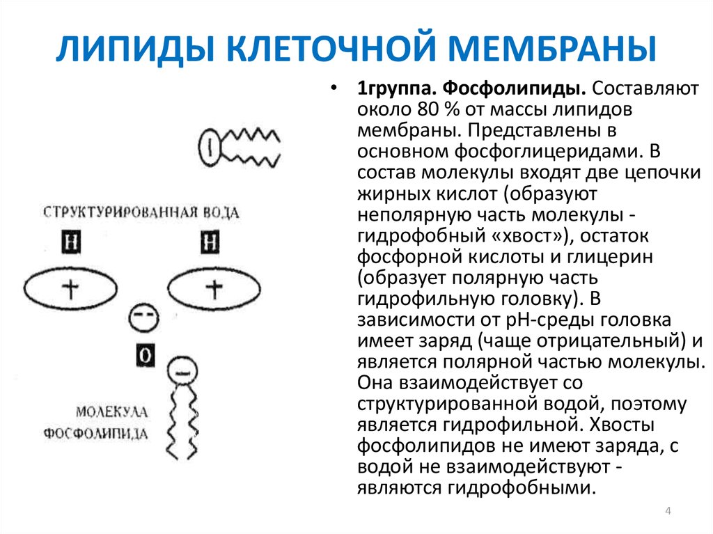 Вода в составе мембран