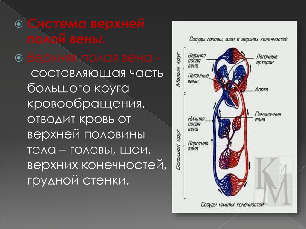 Полых венах. Нижняя полая Вена круг кровообращения. Полая Вена большого круга кровообращения. Большой круг кровообращения нижняя полая Вена. Вены большого круга кровообращения кровь.