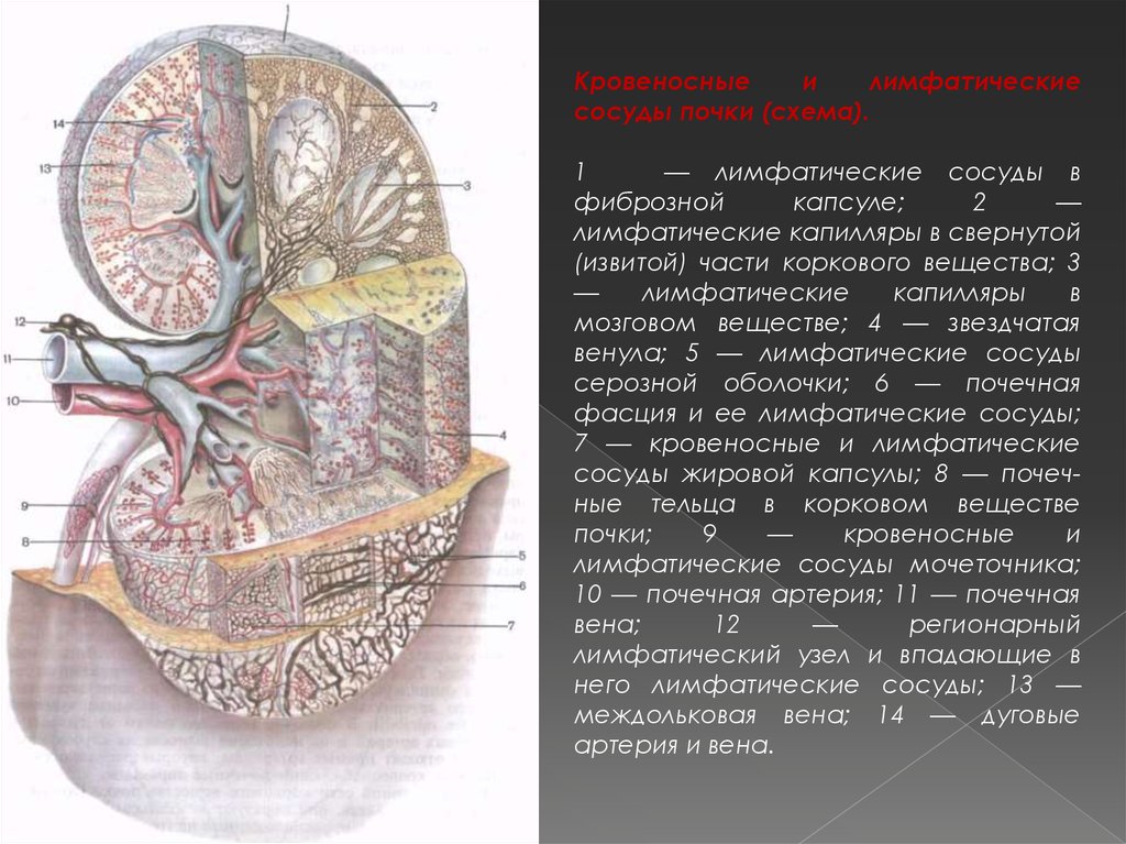 Состоит из фиброзной и жировой капсулы