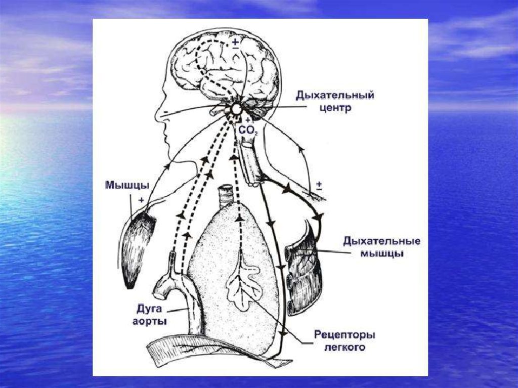 На рисунке изображена схема регуляции дыхания человека какое