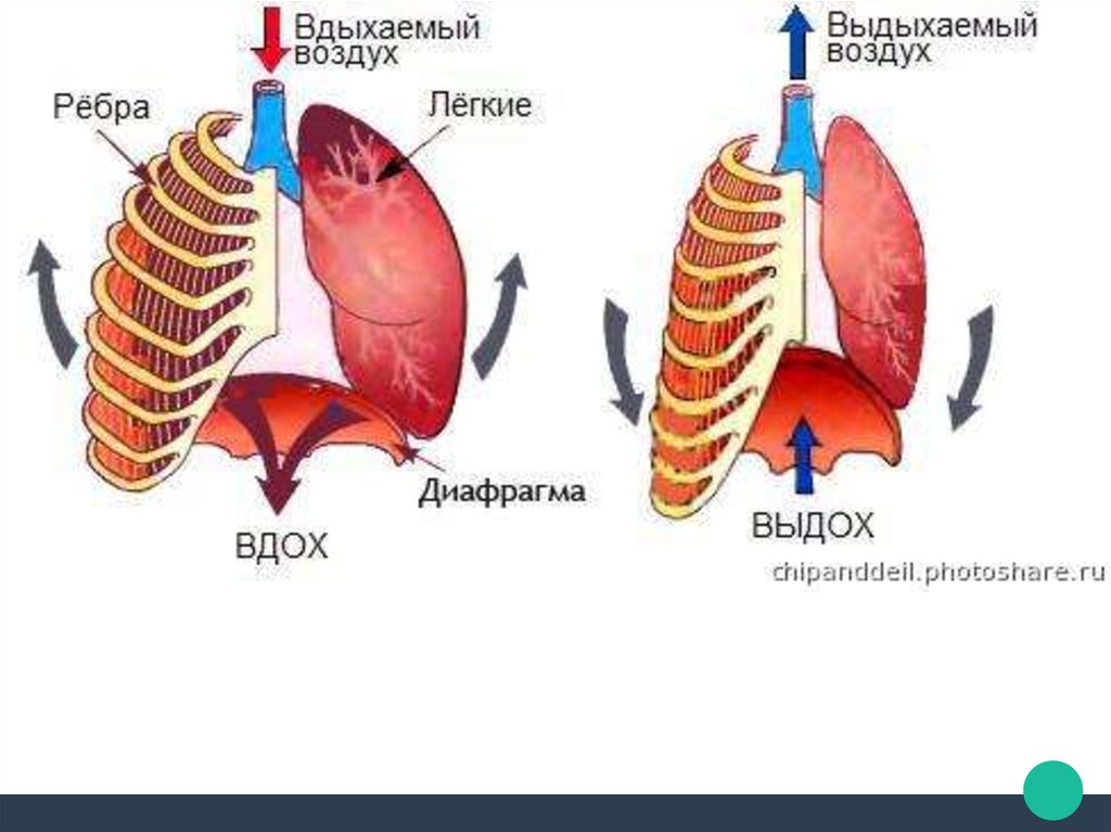 Дыхание диафрагмой схема