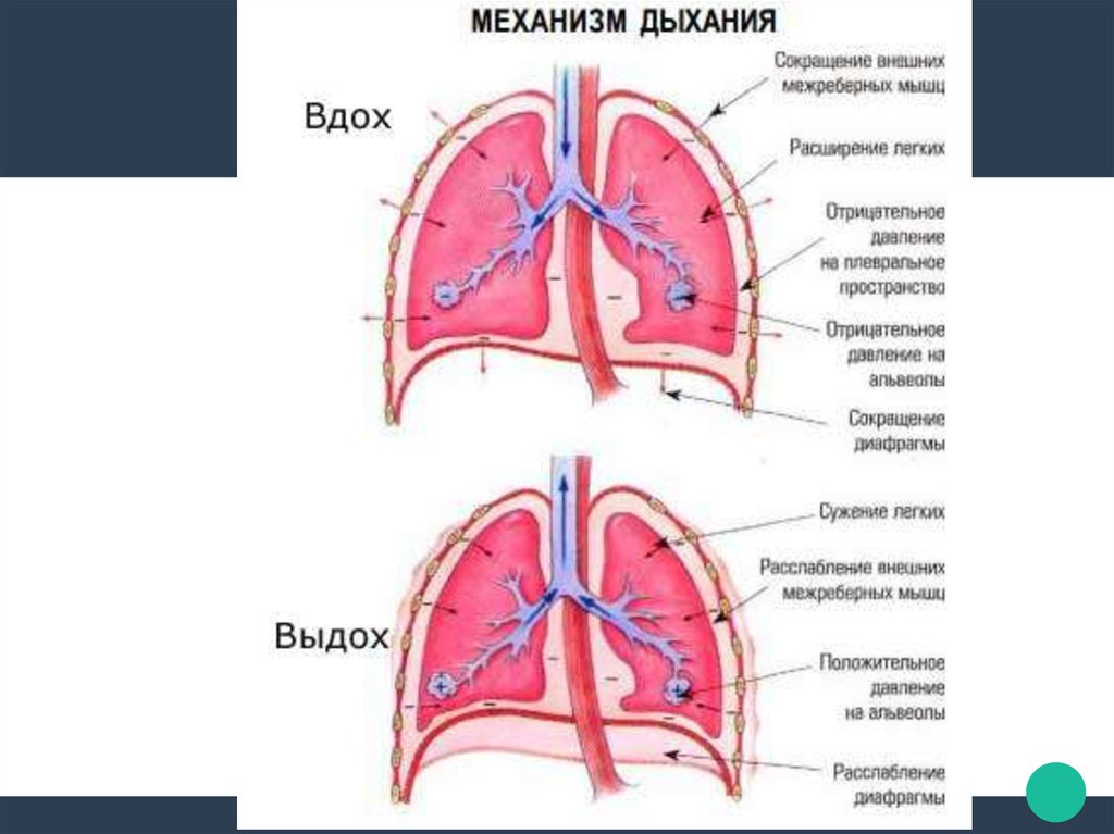 Диафрагма опускается при. Легкие механизм вдоха и выдоха. Механизм вдоха выдоха легких. Дыхательная диафрагма строение. Механизм дыхания при выдохе.