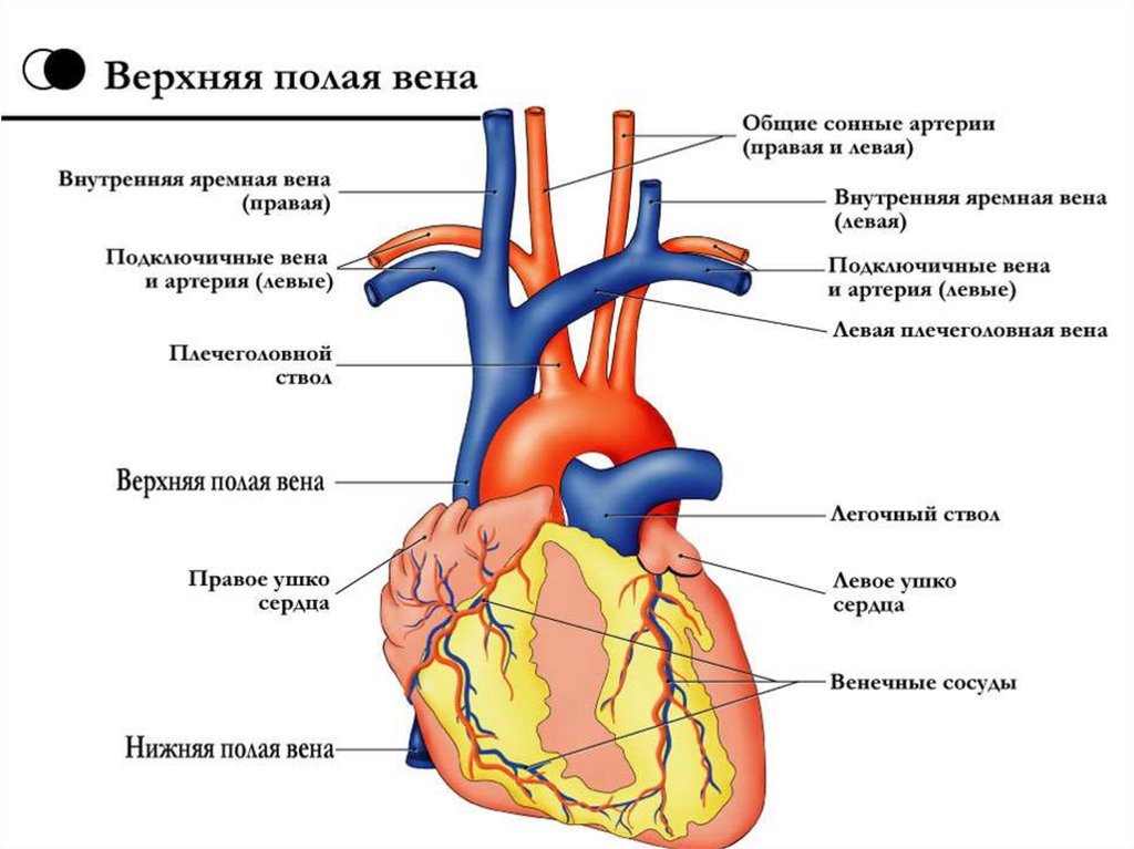 Две верхние полые вены. Верхняя полая Вена анатомия сердца. Верхняя полая Вена впадает Вена. Верхняя и нижняя полая Вена анатомия. Нижняя полая Вена анатомия сердца.