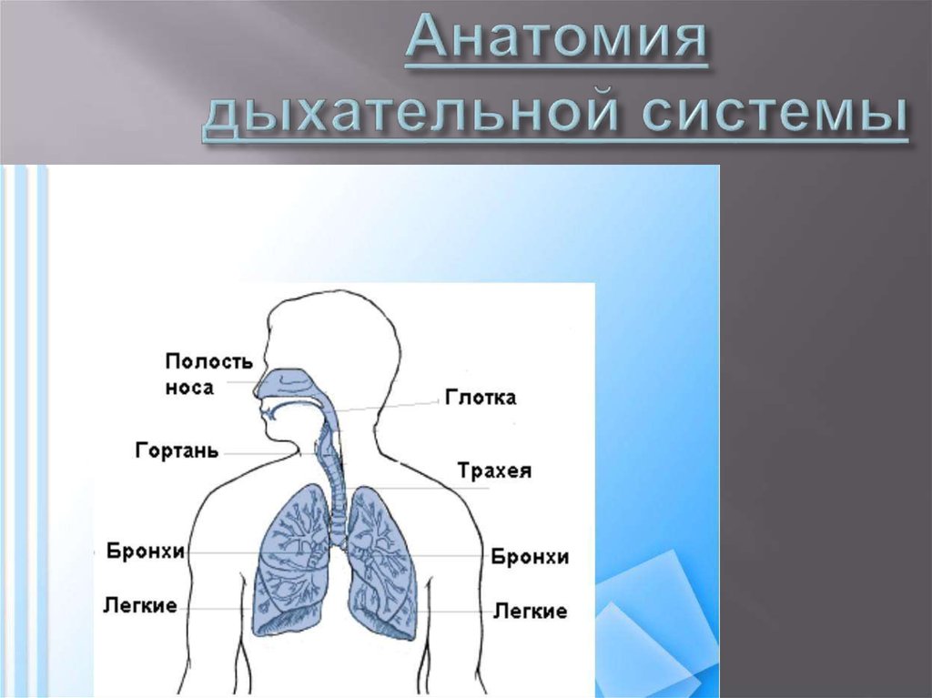 Путь воздуха в организм человека. Органы дыхательной системы человека. Дыхательная система человека анатомия. Схема дыхательной системы. Строение дыхательной системы человека.