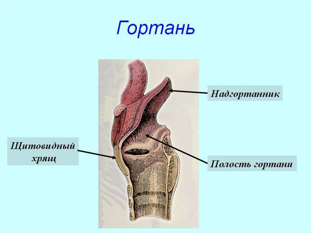 Надгортанник хрящ. Надгортанник анатомия. Анатомия гортани надгортанник. Строение гортани надгортанник.