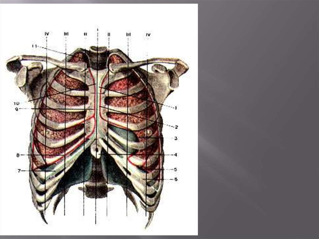 Линии легких. Топография грудной клетки сзади. Проекция границ легких и плевры. Анатомический атлас грудной клетки. Анатомия грудной клетки человека межреберья.