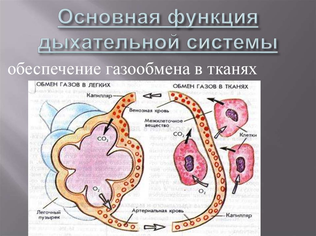 Охарактеризуйте строение и функции органов дыхания кратко