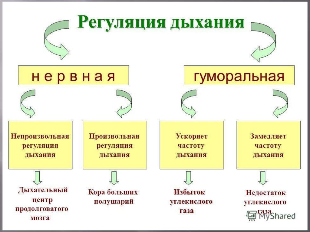 Составить схему регуляции дыхания