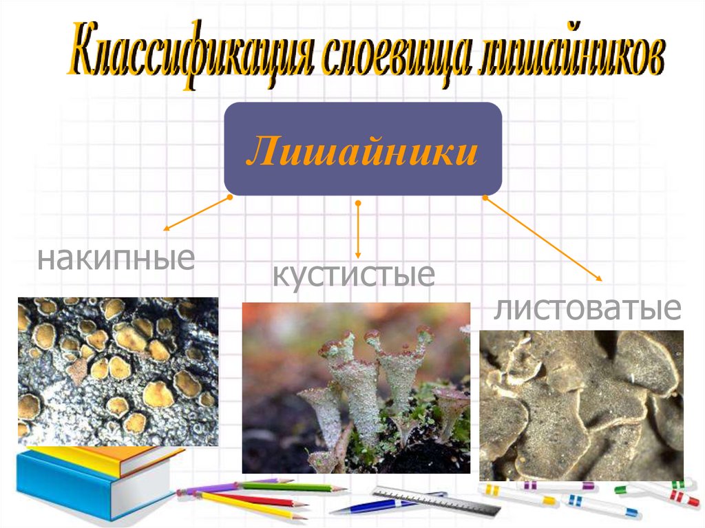 По способу питания лишайники относятся