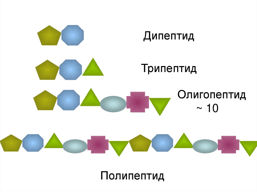 Олигопептиды. Олигопептиды и полипептиды. Олигопептид полипептид. Дипептид трипептид. Олигопептиды дипептиды.