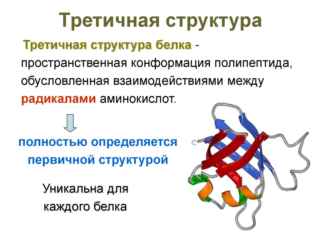 Третичная структура связи. Самая неустойчивая структура белка. Конформация третичная структуры белковых. Третичная структура белка представляет собой. Третья структура белка.