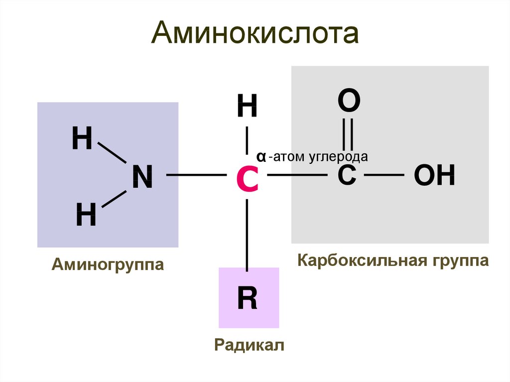 Молекула аминокислоты. Белок аминокислоты аминогруппа карбоксильная группа. Белок аминокислоты аминогруппа карбоксильная группа схема. Аминокислоты схема белок аминогруппа. Белок аминокислоты аминогруппа карбоксильная группа схема ЕГЭ.