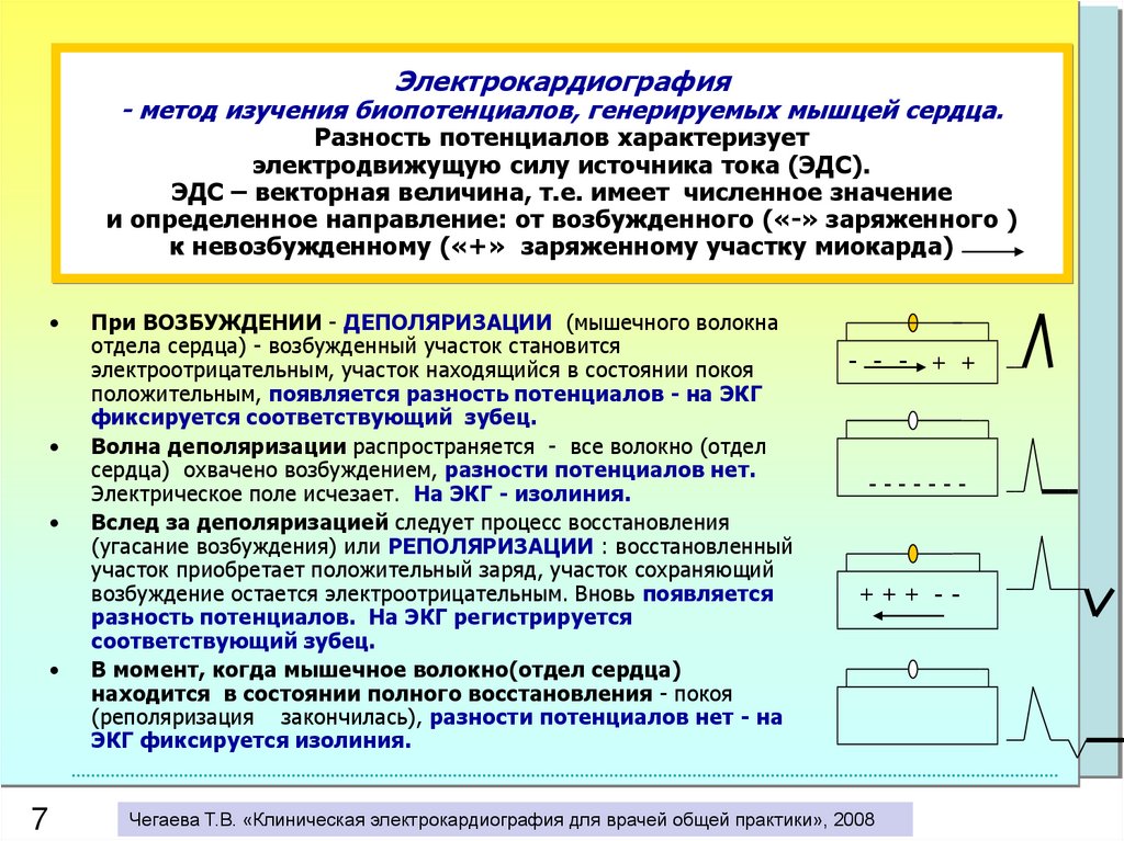 Экг потенциалы