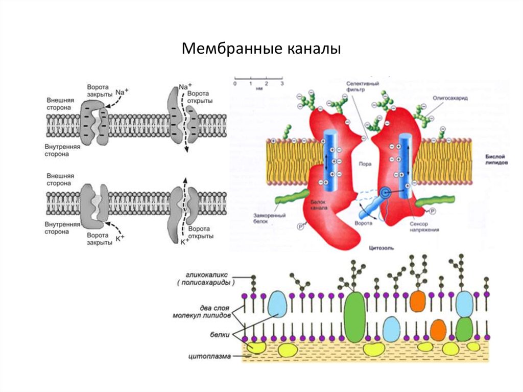 Виды каналов мембраны