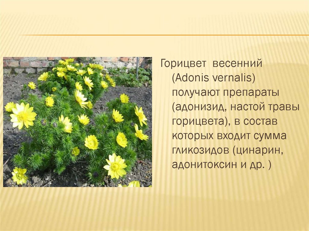 Горицвет весенний на латинском. Адонизид горицвет. Хризантема горицвет. Горицвет весенний лекарственные препараты. Хризантема корейская горицвет.