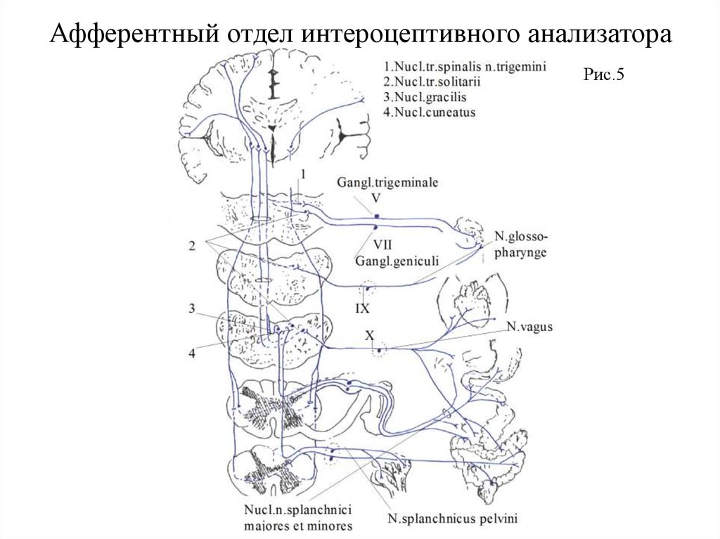 Блок схема болевого анализатора