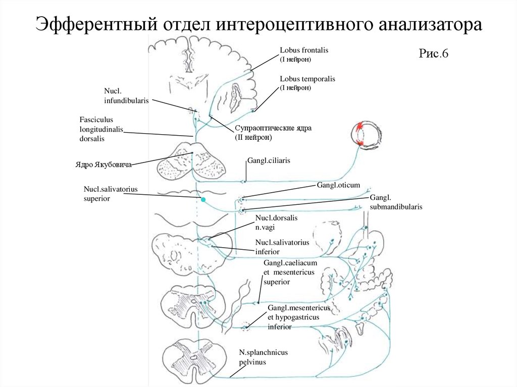 Схема проприоцептивного анализатора