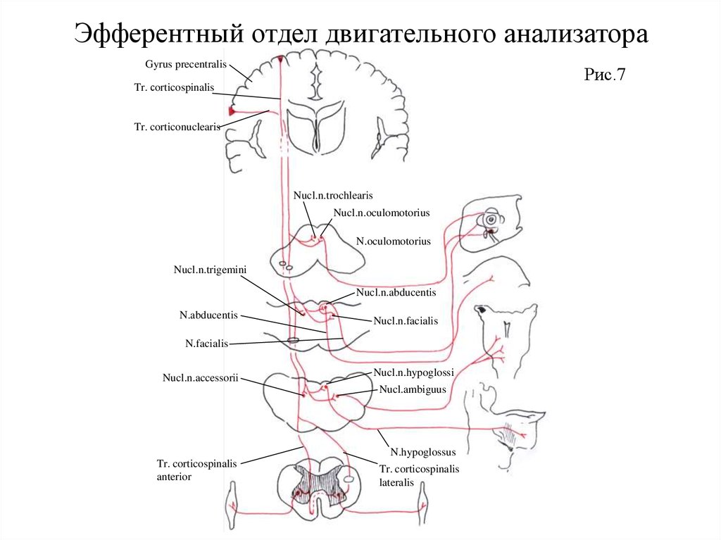 Схема двигательного анализатора