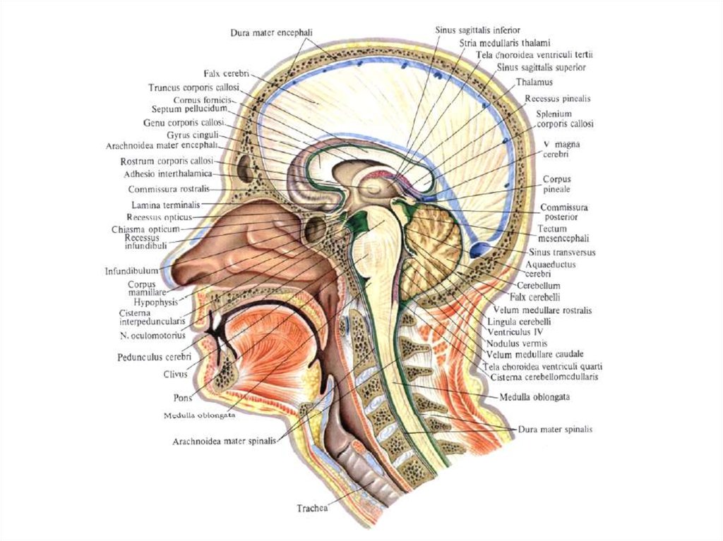 Строение головы человека. Схема внутреннее строение головы человека. Строение головы в разрезе. Голова в сагитальном разрезе. Серп мозга анатомия.