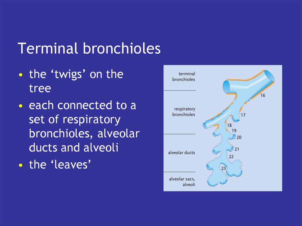 Terminal bronchioles