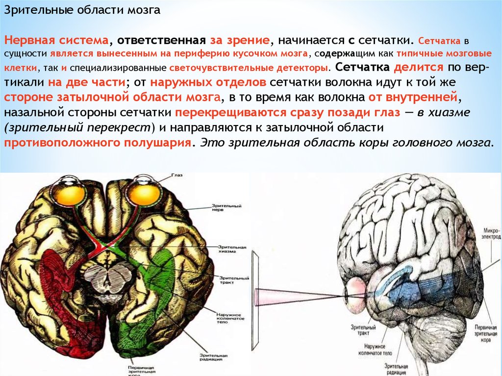 Нейроны в затылочной доле коры. Зрительные доли мозга. Зрительная зона головного мозга. Отделы коры головного мозга. Психофизиология головного мозга.