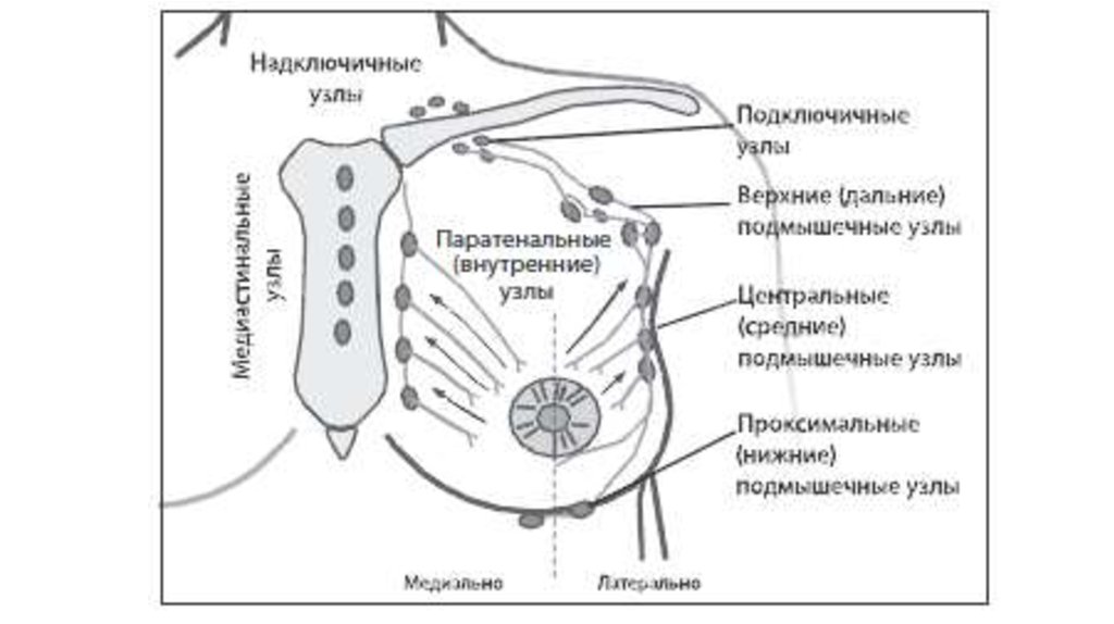 Лимфатические узлы груди. Лимфатические узлы молочной железы. Молочная железа регионарные лимфатические узлы. Регионарные лимфоузлы грудной железы. Регионарные лимфатические узлы молочной железы.