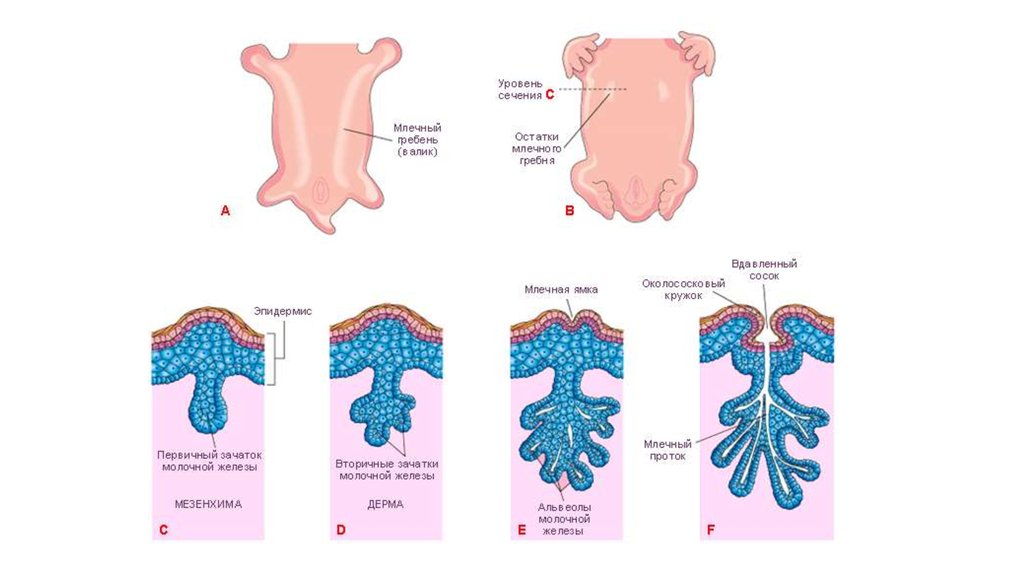 Железы развитие. Развитие молочной железы. Молочные железы в эмбриогенезе. Эмбриональное развитие молочной железы. Стадии развития молочных желез.
