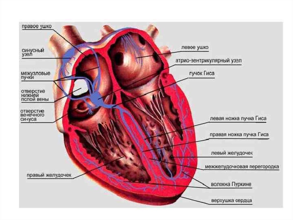 Миокард латынь. Проводящая система сердца синусовый узел. Строение сердца синусовый узел. Топография сердца Проводящая система. Физиология сердца человека анатомия.