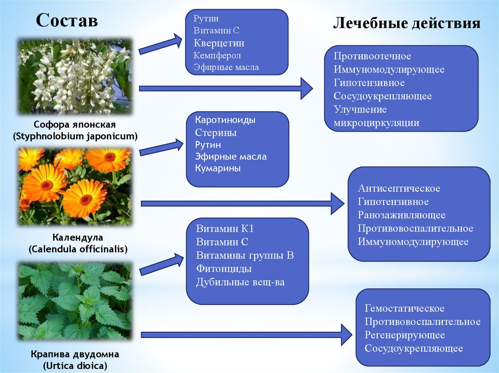 Крапива календула