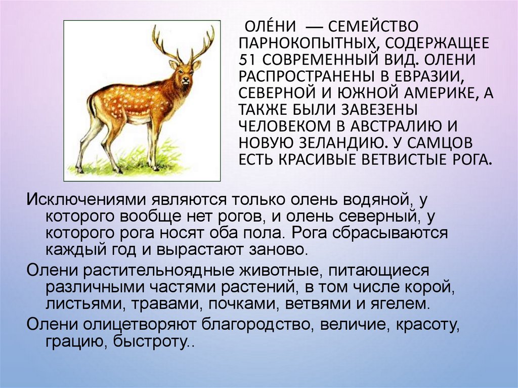 Научный текст про оленя. Описание оленя. Доклад про оленя. Рассказ о олене. Рассказ про оленя.